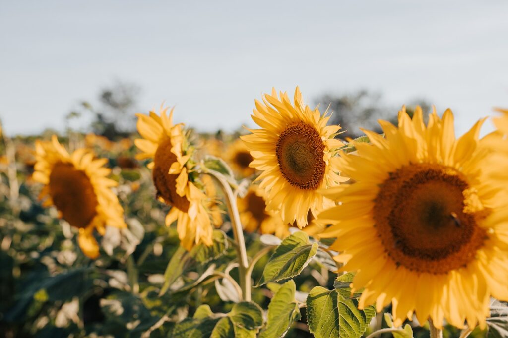 sunflowers, flowers, sun-7353922.jpg