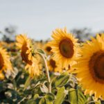 sunflowers, flowers, sun-7353922.jpg