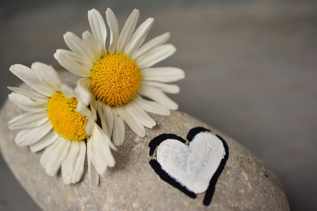 daisies, stone, heart, love, friendship, partnership, symbol, white heart, partnership, partnership, partnership, partnership, partnership-2357264.jpg